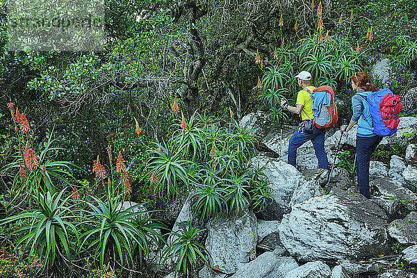 Hikers walking over rocks amidst Candelabra aloe plants in Eastern Cape  South Africa