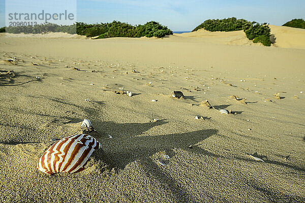 Shells on sand at beach in Eastern Cape  South Africa