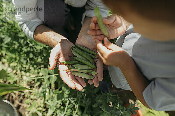 Farmer with son holding green peas at vegetable garden