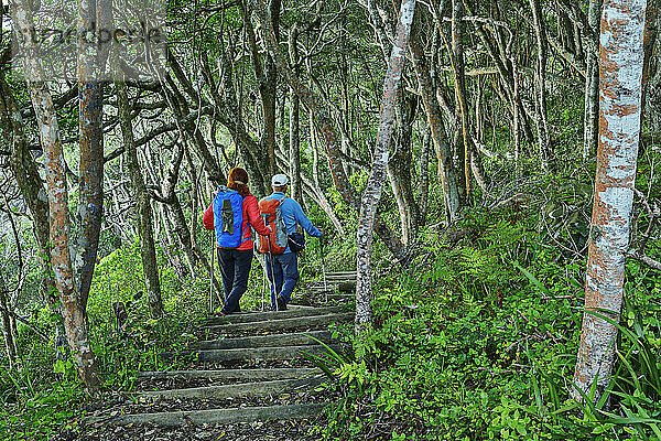 Mature travelers hiking on Otter trial amidst trees in Eastern Cape  South Africa