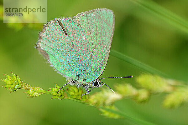 Green Hairstreak butterfly on twig of plant in forest