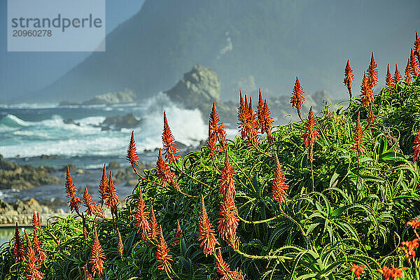 Candelabra aloe plants at Garden Route National Park in Eastern Cape  South Africa