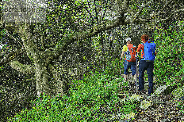 Man and woman hiking in forest of Otter trail  Tsitsikamma Section  Garden Route National Park  Eastern Cape  South Africa