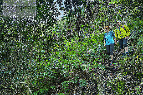 Hikers walking down amidst trees in forest at Kalander Kloof  Tsitsikamma Section  Garden Route National Park  Western Cape  South Africa