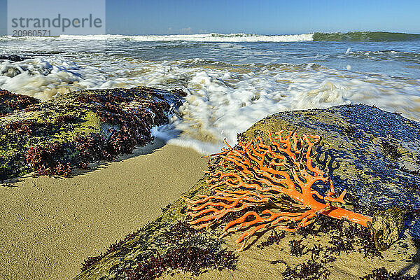 Orange colored coral on rocks at beach in Eastern Cape  South Africa