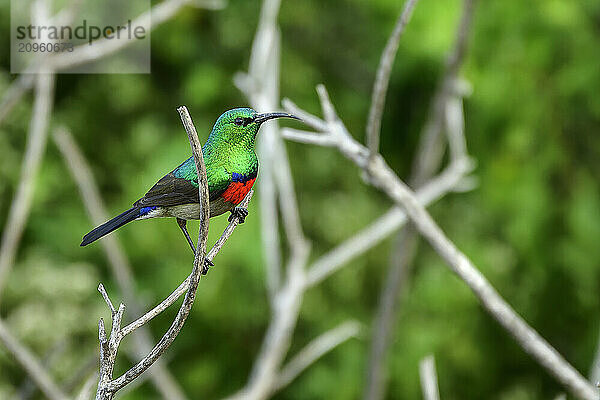 Double-collared Sunbird perching on branch of tree in forest