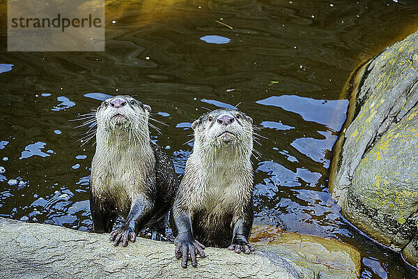 Two otters in water basin at Garden Route National Park  Eastern Cape  South Africa