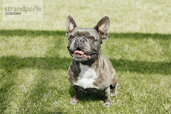 French bulldog sitting on grass in back yard