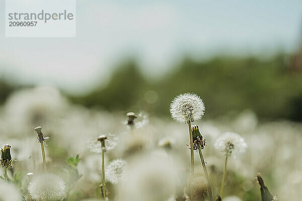 Dandelions blooming in field