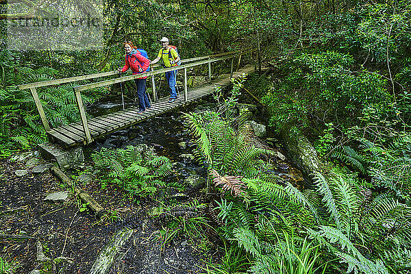 Hikers walking on wooden bridge over stream in forest of Eastern Cape  South Africa