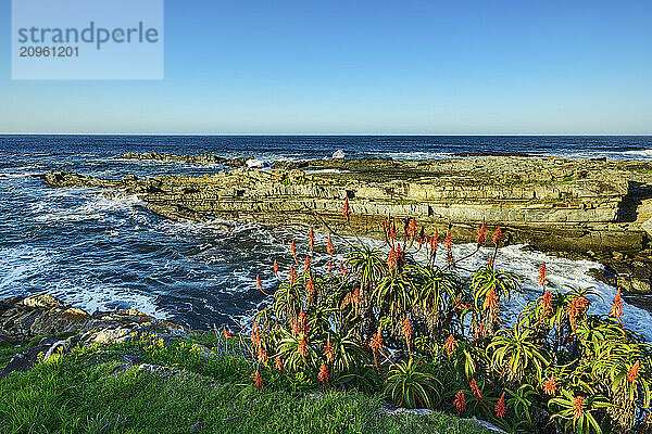 Candelabra aloe plants near sea in Eastern Cape  South Africa