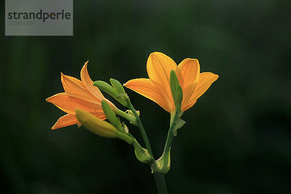 Yellow lilies blooming in summer