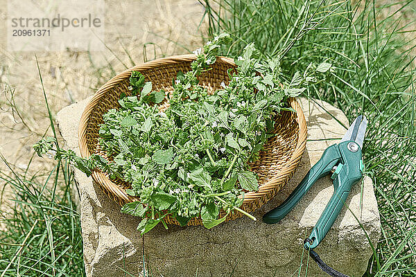 Basket of herbs on stone at farm