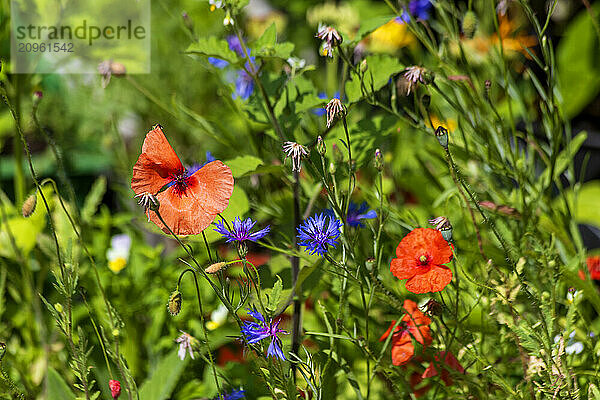 Cornflowers and poppies blooming in meadow