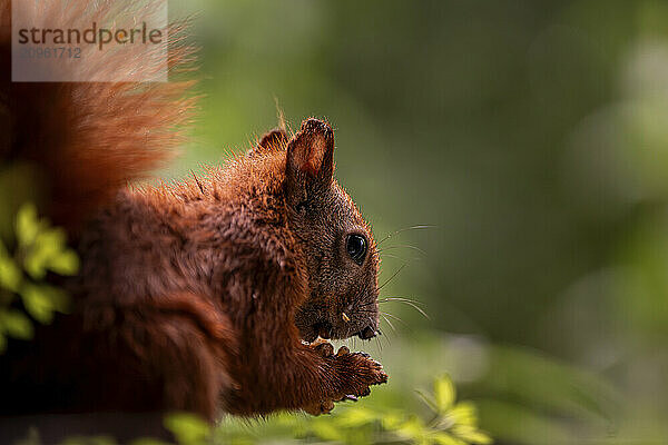 Portrait of squirrel feeding on nut