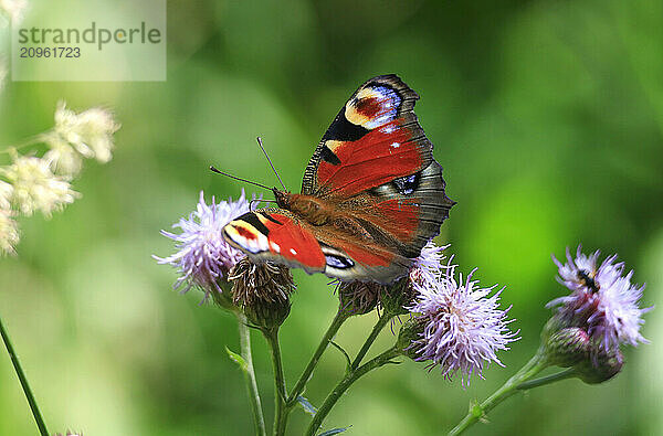 Peacock butterfly on purple thistle flower