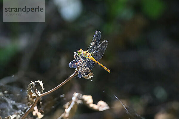 Yellow dragonfly perching on plant