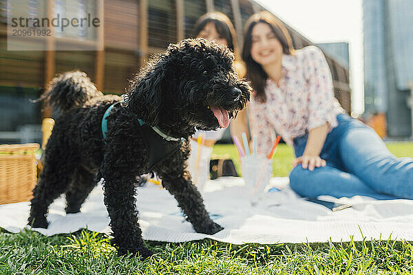 Black dog with friends sitting together in background