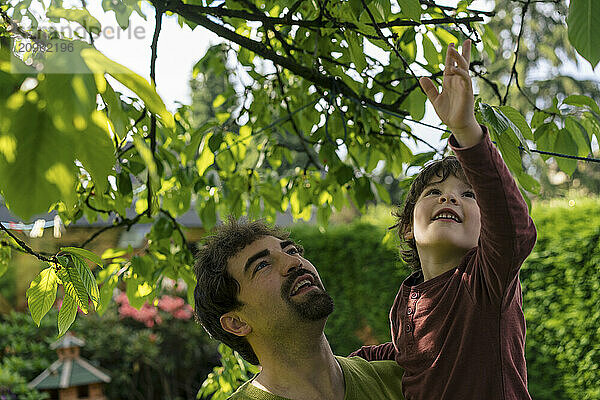 Father with son reaching at branch of tree in back yard