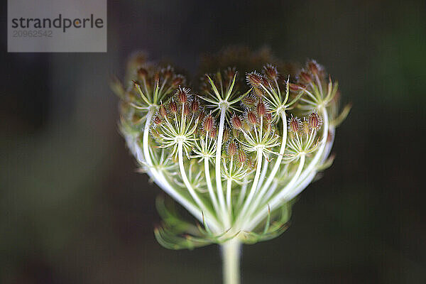 Queen Annes Lace (Daucus carota) in summer