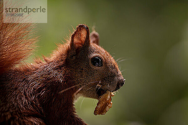 Portrait of squirrel feeding on nut