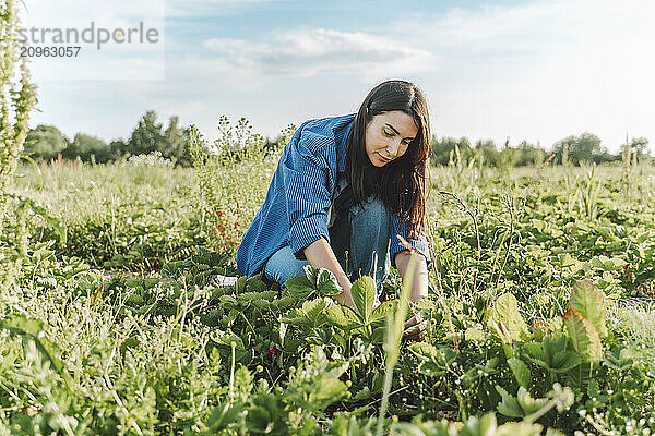 Woman picking strawberries in field