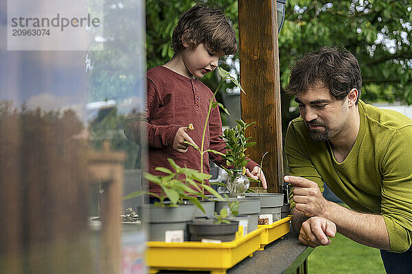 Father teaching son about plants in back yard