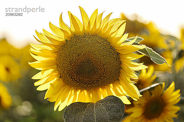 Bright yellow sunflower at sunny day