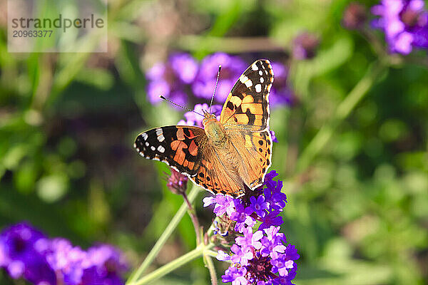 Painted lady (Vanessa cardui) perching on flower