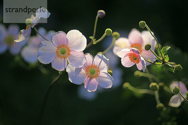 White anemone flowers blooming in summer