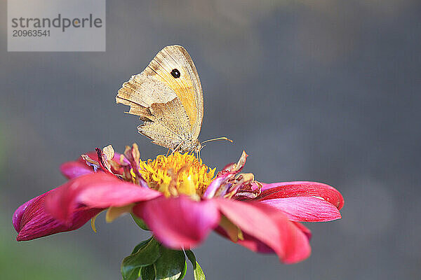 Meadow brown butterfly (Maniola jurtina) perching on pink blooming flower