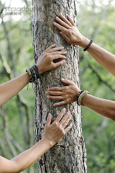 Hands of women hikers touching tree trunk in forest