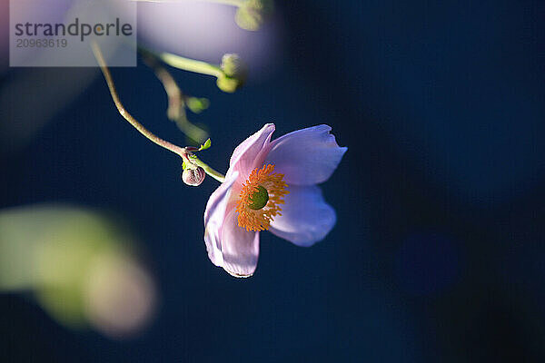 Close-up of pink blooming anemone flower