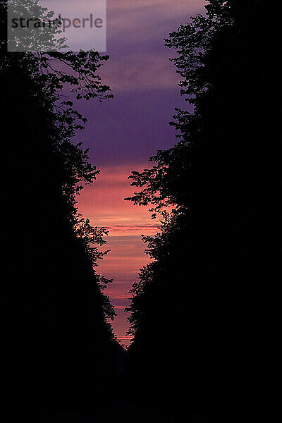 Trees against evening sky in summer