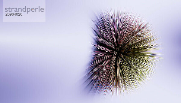 3D rendering of spiky sphere over gradient background