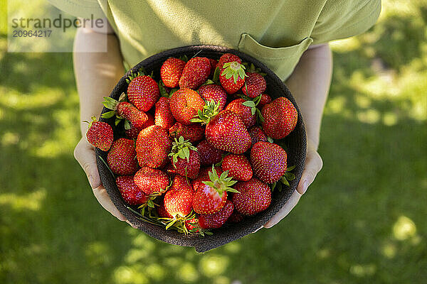 Hands of boy holding basket of strawberries in garden