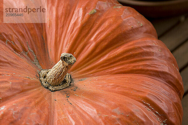 A pumpkin  photographed on a fall day.