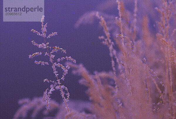 Grasses  Grand Teton National Park  WY USA