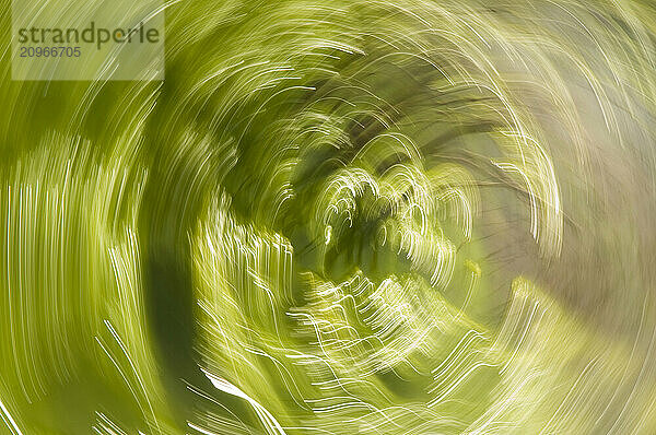 Green Algae on pond  La Plata Canyon  San Juan National Forest  Mayday  Colorado.