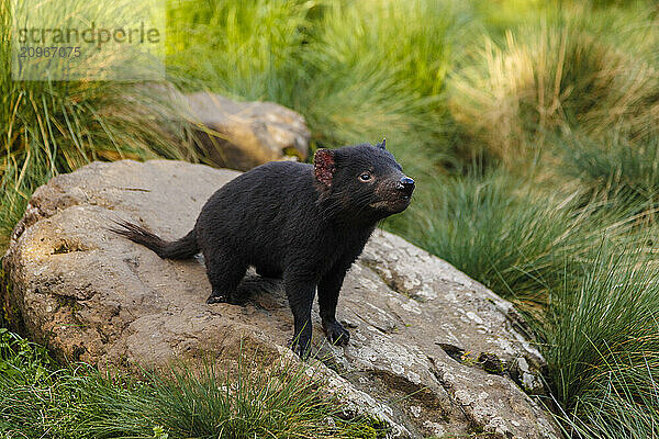 Close-up Of Tasmanian Devil Sitting On Rock