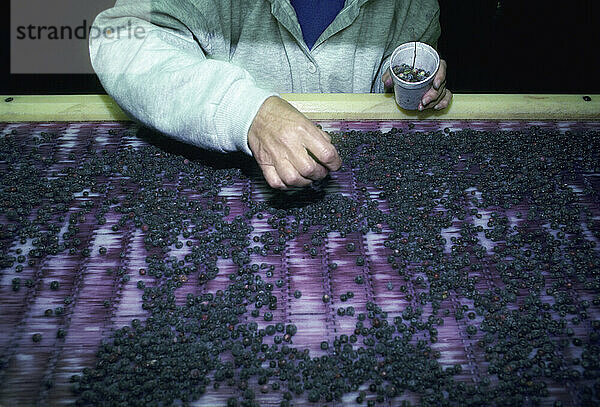 Frozen blueberry packing and processing