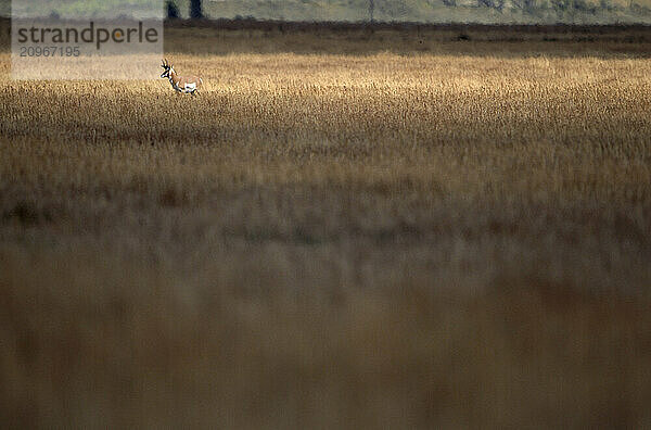 An anteleope in a field  Wyoming  USA.