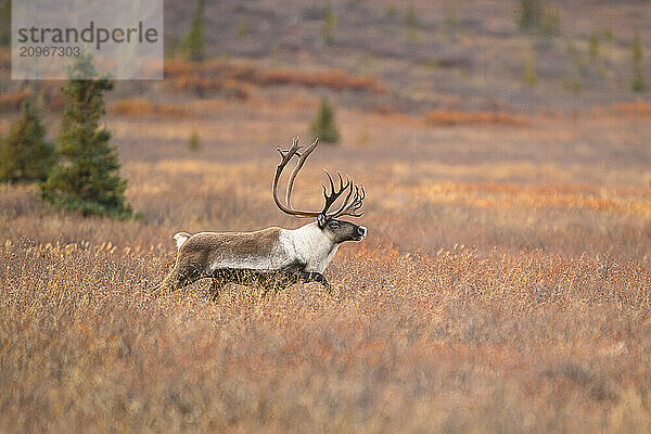 Large Bull Caribou Running through Tundra in Denali National Park