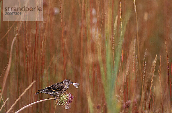 Wildlife  sparrow  WY USA