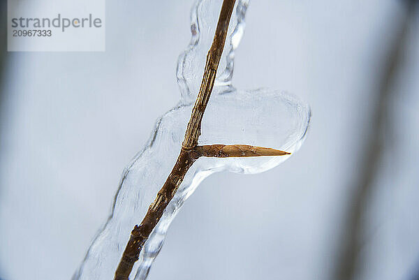 Close up of frozen twig