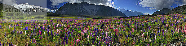 Lupine growing in Fiordland National Park  New Zealand