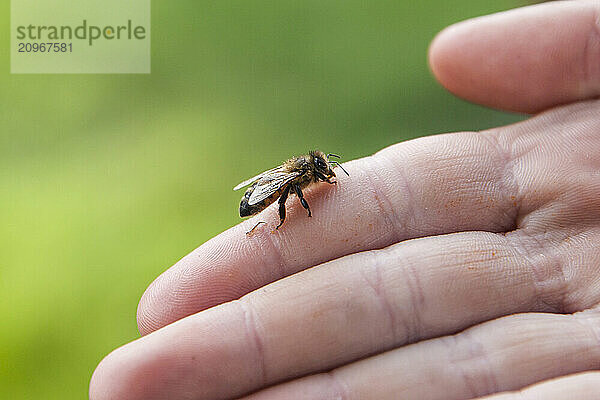 Installing bees in a hive