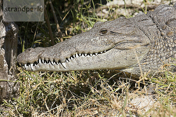 American Crocodile (Crocodylus acutus).