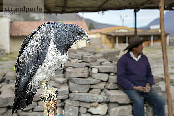 Eagle in Maca  Peru