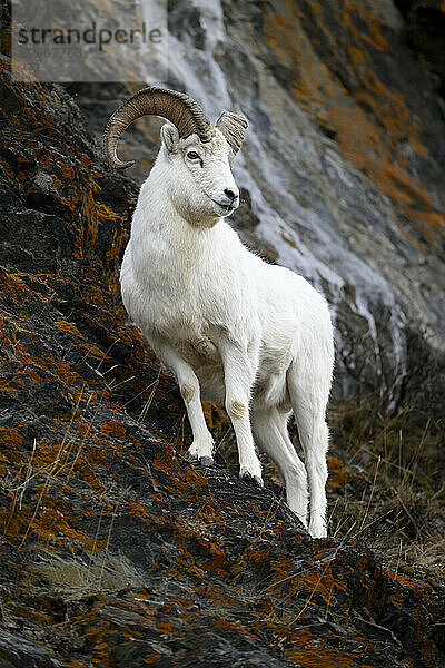 Adult Dall Sheep Ram on Cliff in Alaska